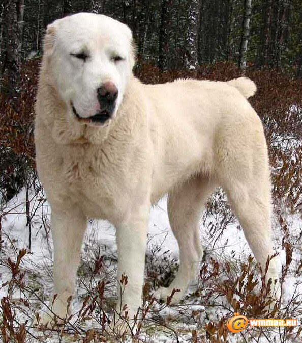 central-asian-shepherd-dog-photo