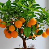 65849__orange-tree_p