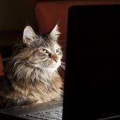 Cat-Laptop