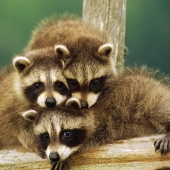 551195__baby-raccoons_p