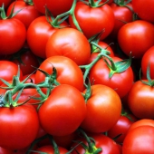 tomato_plants_4-12
