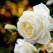 Красивые-картинки-цветов-белые-розы-удивительные-букеты-10-1024x664