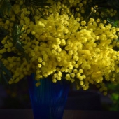 vaza-cvety-mimoza-iowl